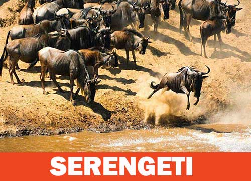 Parco del Serengeti