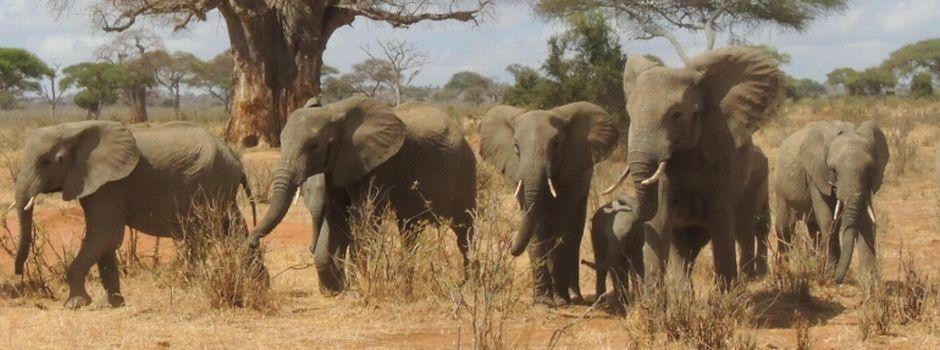 Tarangire Migration