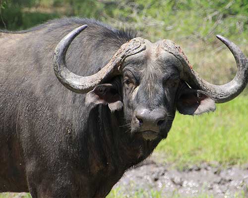 bufalo nero safari tanzania