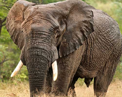 elefante africano safari