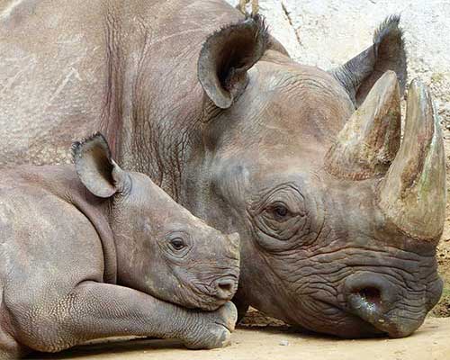 rinoceronte nero safari