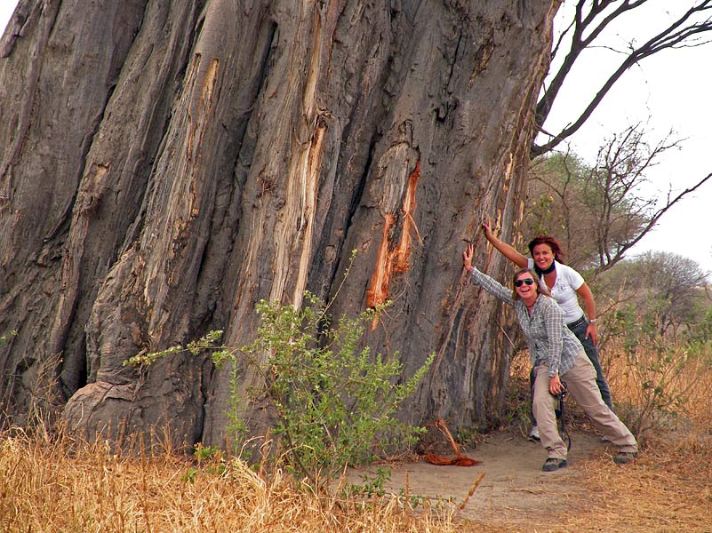 tarangire baobab