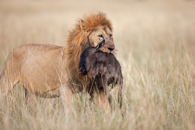 alimentazione leone africano