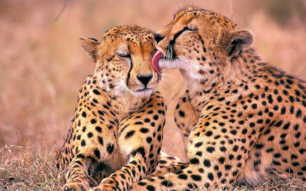 Couple de guépards