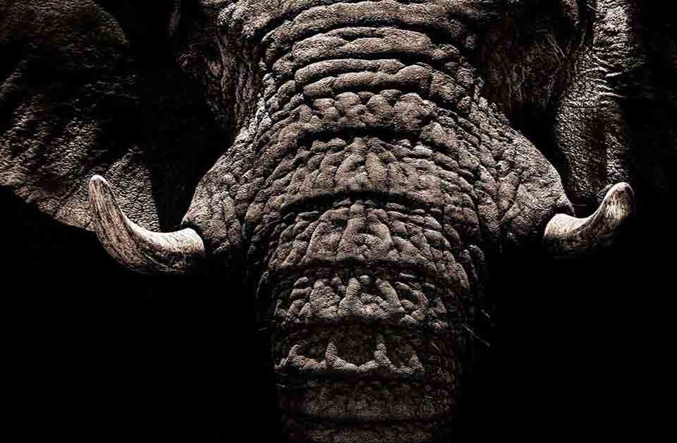 Elefante africano