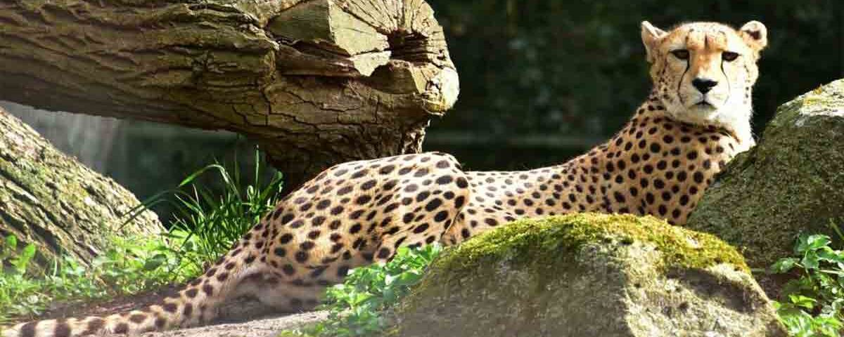 Ghepardo il felino più veloce