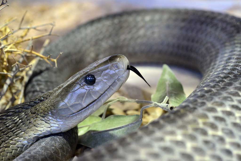 Dendroaspis polylepis - Mamba Noir