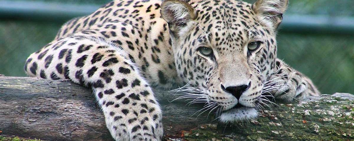 Leopardo felino superpredatore