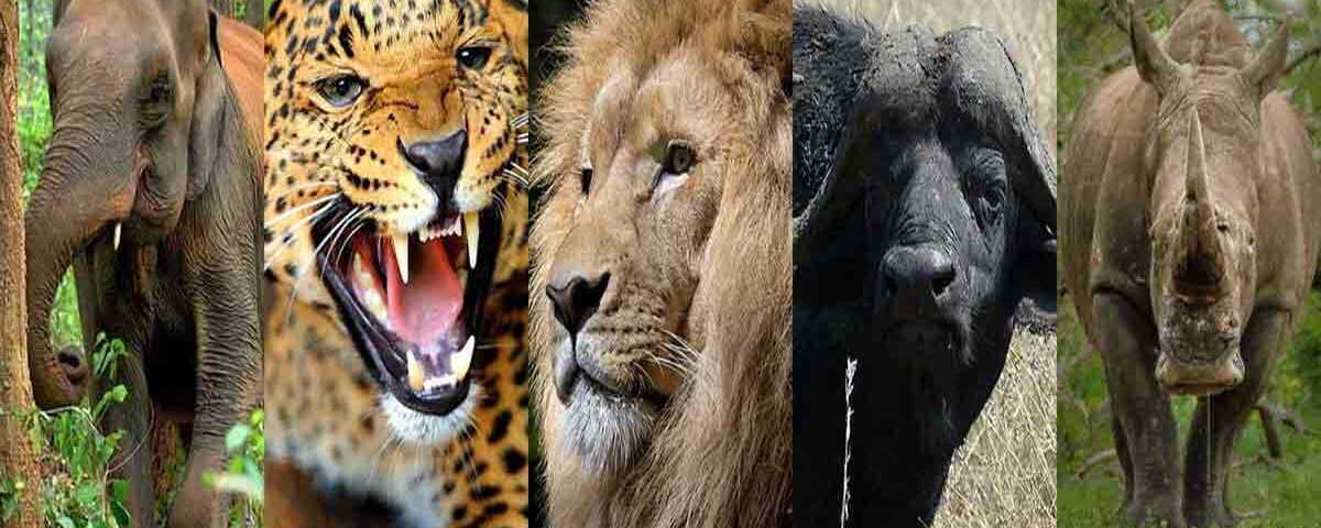 Big Five Animali