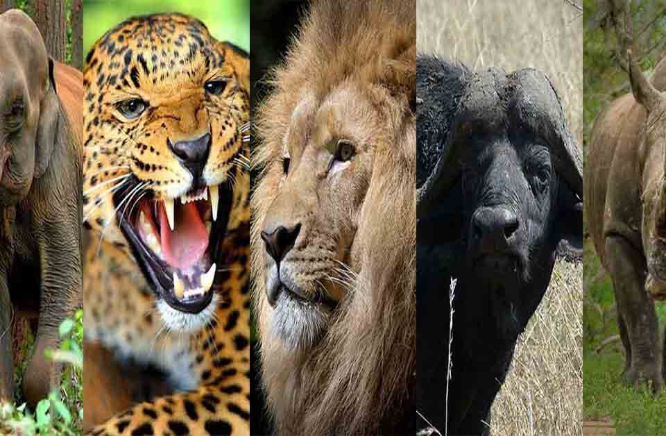 Big Five Animali