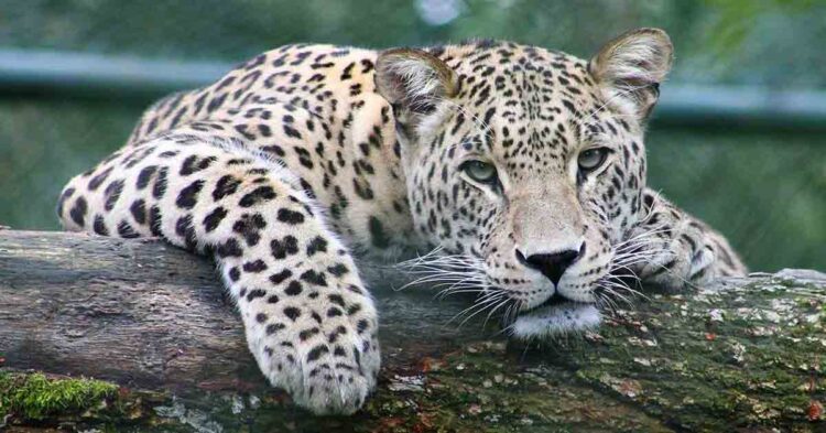 Leopardo felino superpredatore