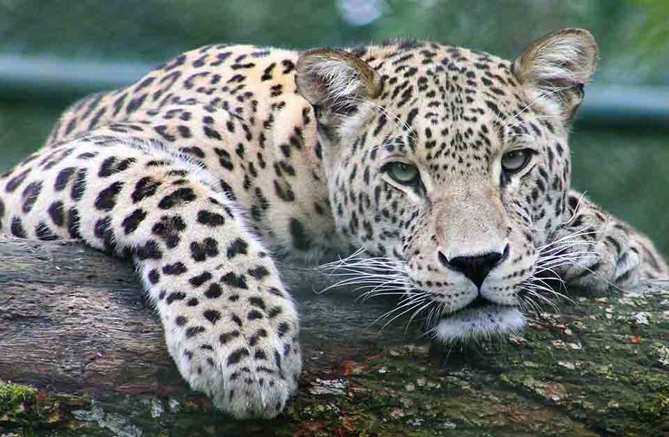 Leopardo felino superpredatore