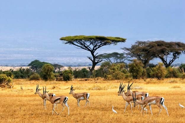 Parco del Serengeti