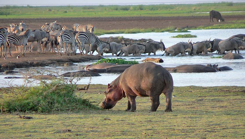 Parco Nazionale del Lago Manyara