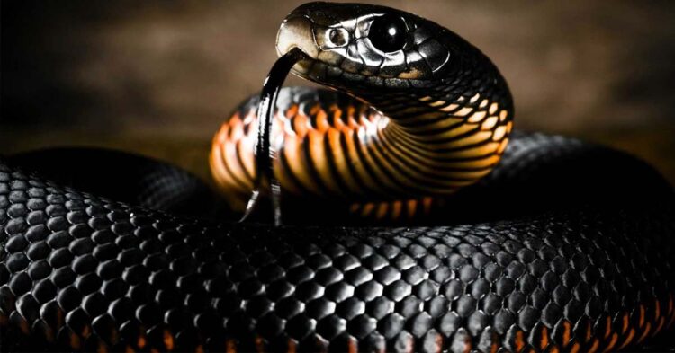 Mamba Nero serpente