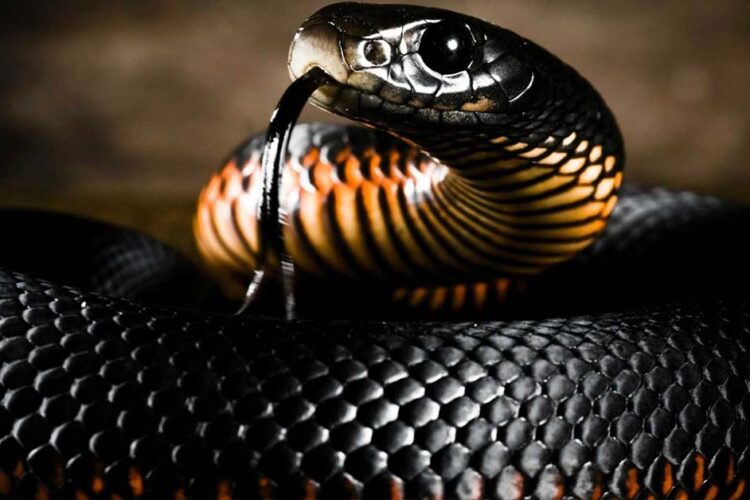 Mamba Nero serpente