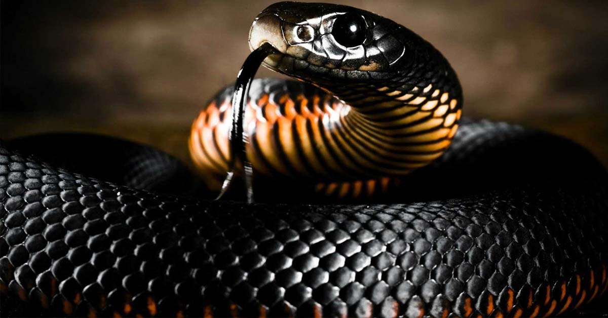 Orecchini Pendenti In Argento 925 Con Serpente Mamba Nero. Design Affascinante E Misterioso, Gioiello Per Donna Dallo Stile Unico.