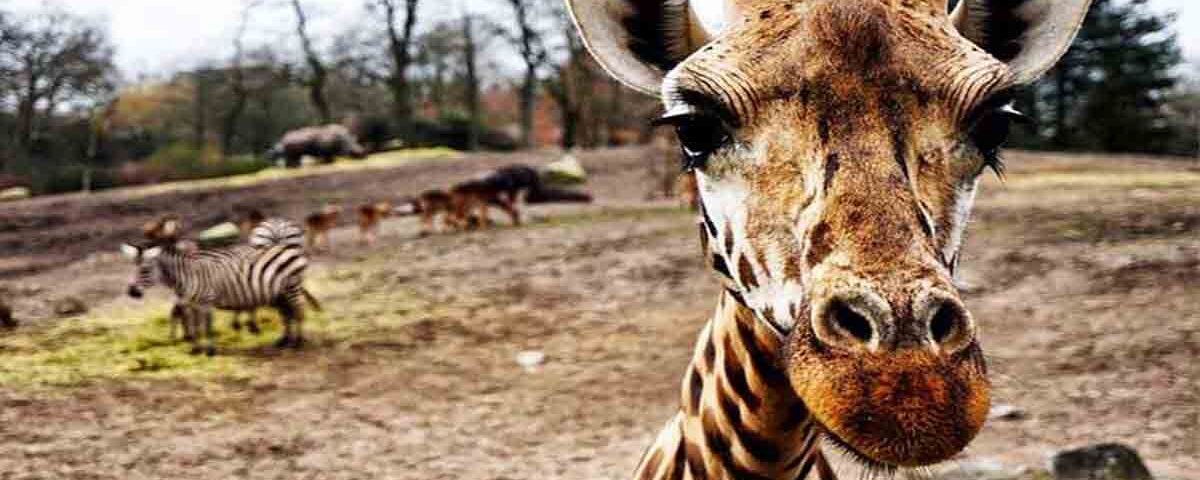 Safari in Africa