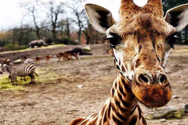 Safari in Africa