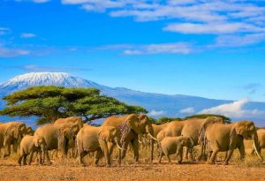 Elefanti Safari Tanzania
