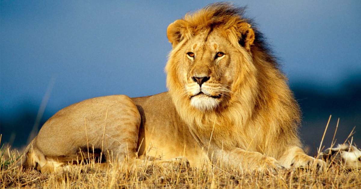 african lion safari jingle