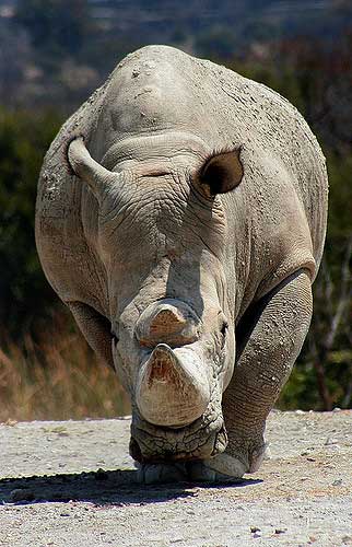 Anatomy black rhinoceros