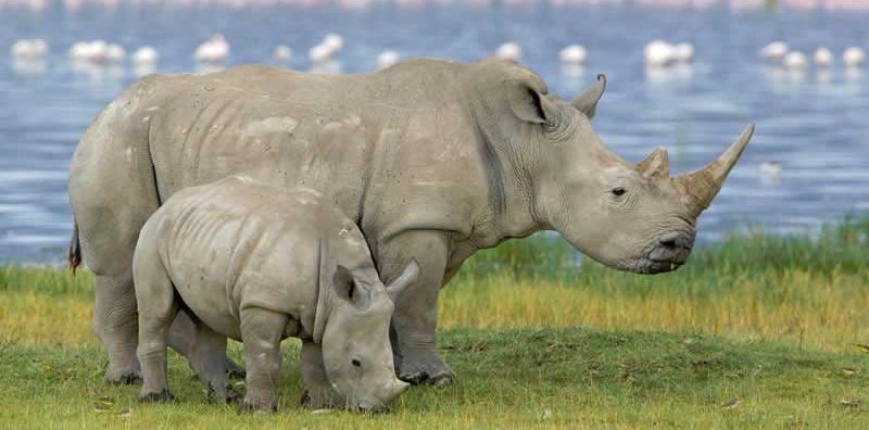 black rhino habitat