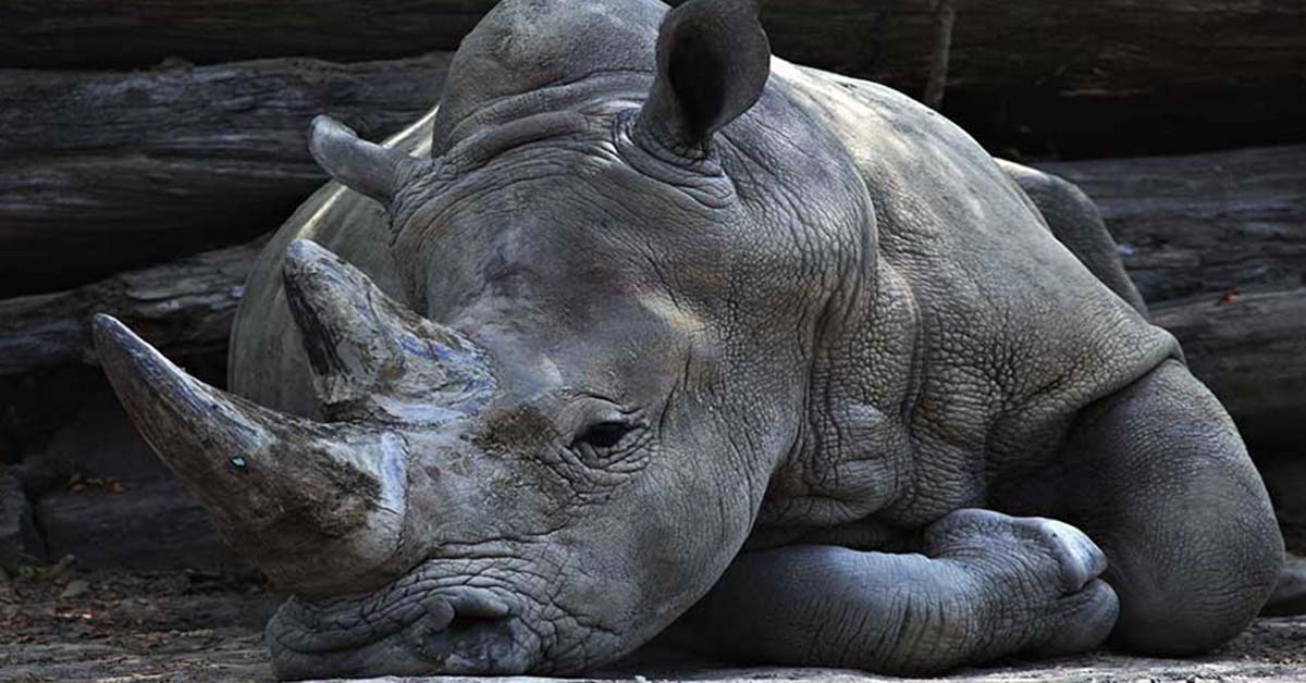 western black rhinoceros extinction species