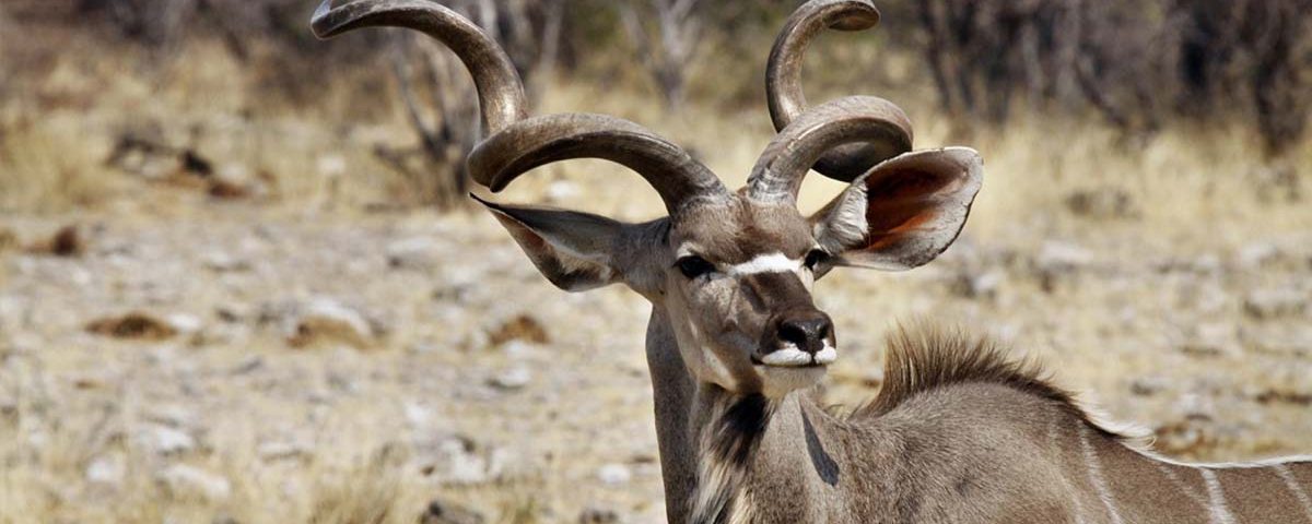 Greater kudu: the majestic East African Antelope | Safari Avventura