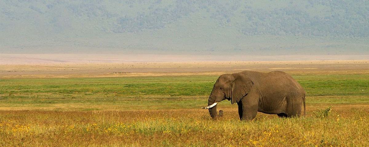 How to plan a Tanzania safari