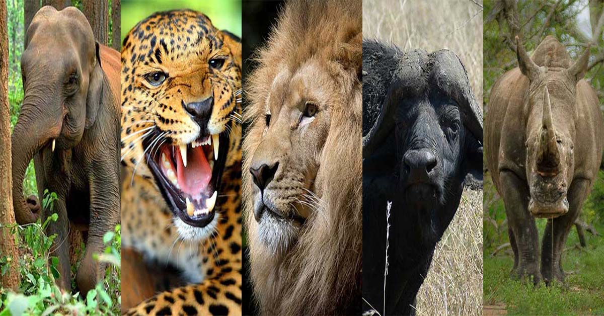 What are the Big 5 Animals of Africa? | Safari Avventura