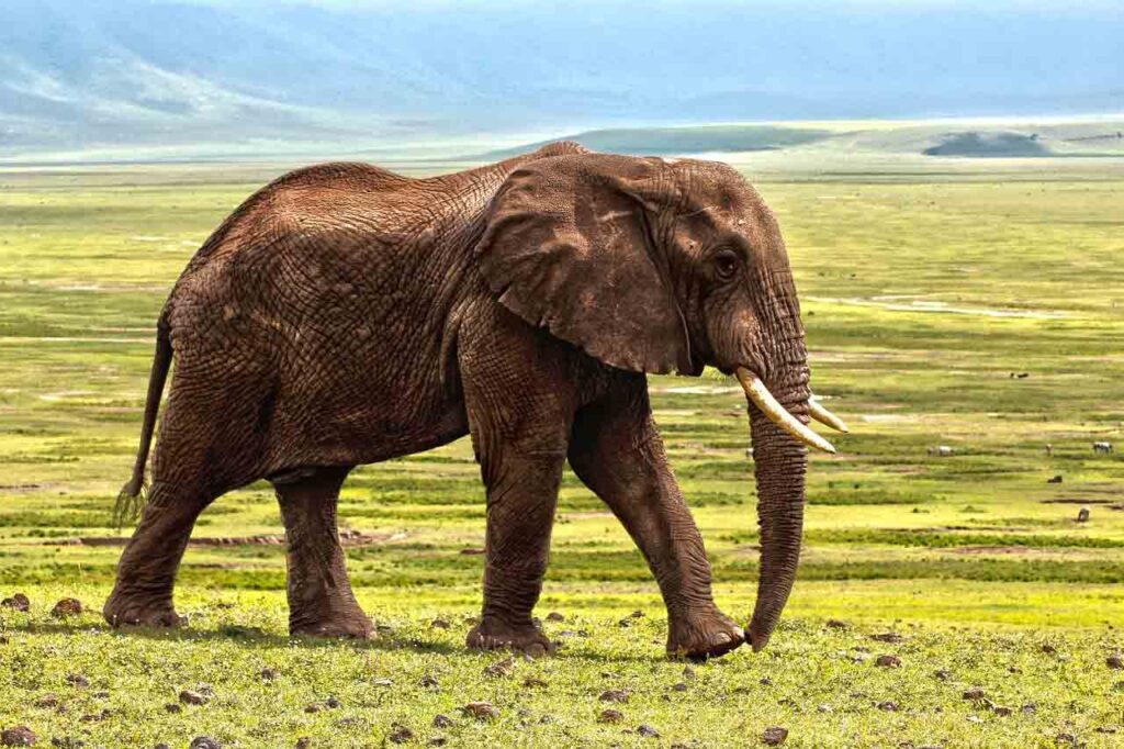 African elephant facts