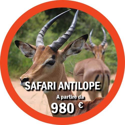 Antilope tour di 4 giorni in Tanzania