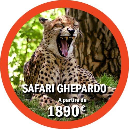 Ghepardo Safari di 7 giorni in Tanzania