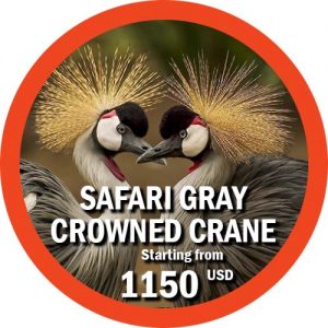 Safari Gray Crowned Crane