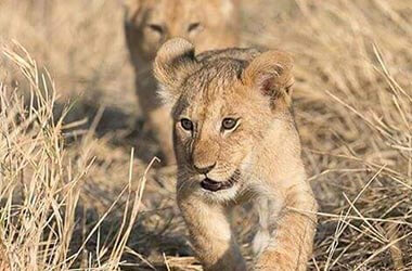 Animals in the Serengeti park