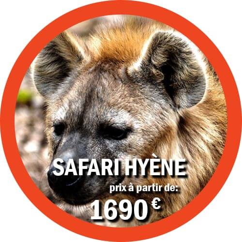 Hyène Voyage de 6 jours en Tanzanie