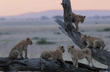 Park Serengeti Great Migration
