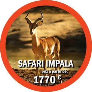 Safari Impala