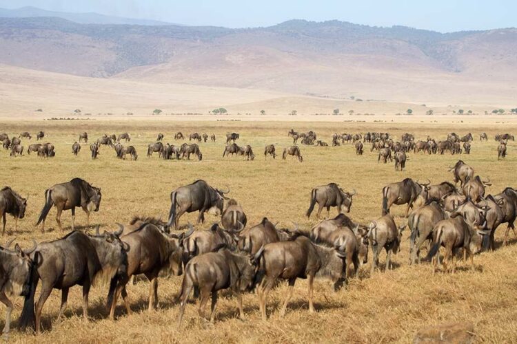 La Gran Migración del Serengeti: qué es y cuándo verla