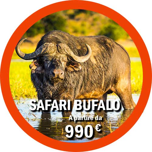 Safari Bufalo 5 giorni Tanzania