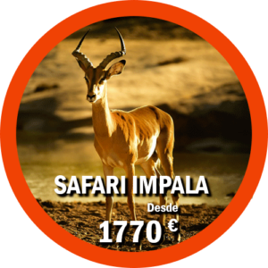 Safari Impala