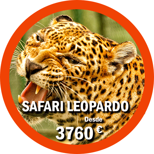 Safari Leopardo