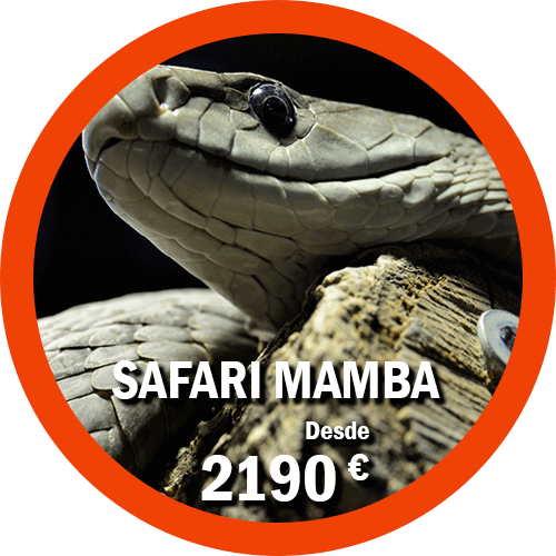 Safari Mamba
