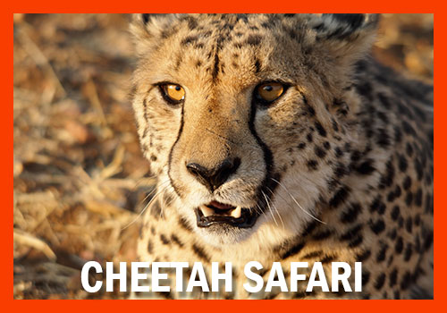 7-days Cheetah safari tanzania