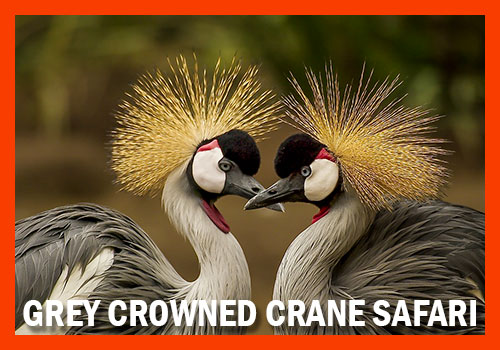 Grey Crowned Crane safari