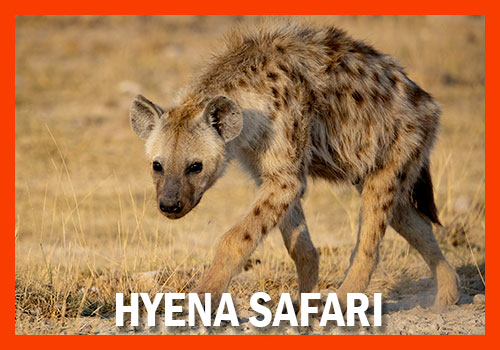 6-days Hyena safari Tanzania