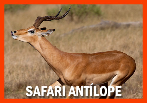 Safari Antílope 4 dias