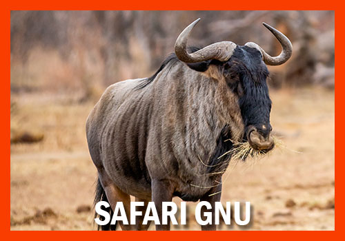 Safari Gnu grande migration