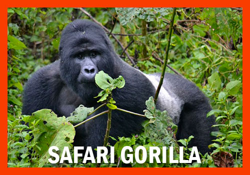 Safari Gorilla Uganda